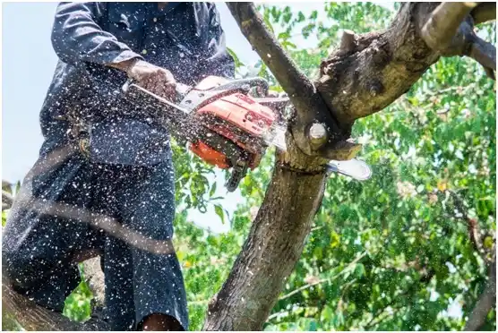 tree services Pennsylvania